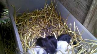 preview picture of video '6/17/10 baby bunny update and chickens there's always chickens'
