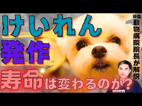 犬用ガバペンチン – 用量、使用法、副作用
