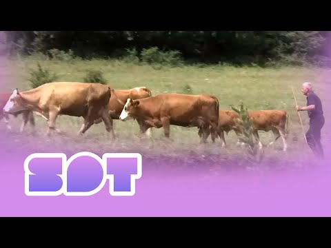 Fermeri nga Pagarusha ia vë secilës bagëti emrin 31 07 2023