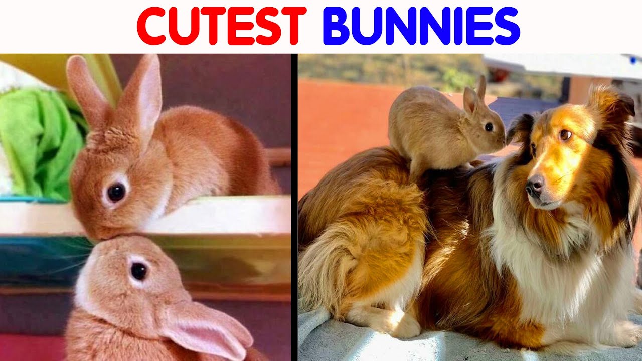 50 Bunnies Whose Cuteness Can’t Be Challenged