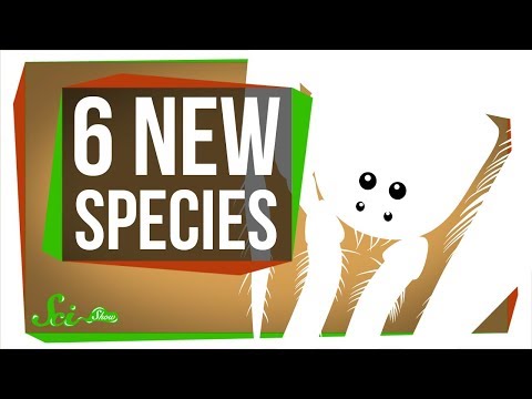 去年發現的 6 種最酷的新物種 (6 of the Coolest New Species Discovered in the Last Year)