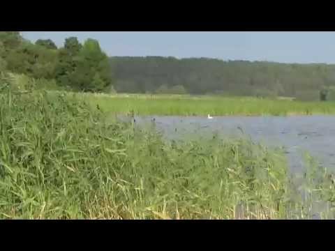 SWORNEGACIE w lipcu 2015 r. / SWORNEGACIE on july 2015 in Poland