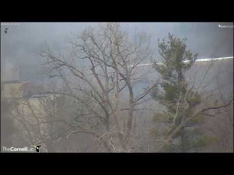 Cornell RTHA  'And Away He Goes!'  11:10am   _1.11.14_