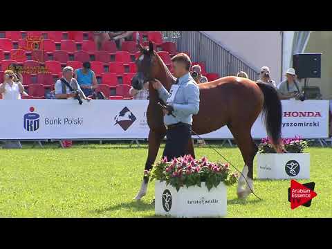 N.45 AMES JR - 2017 Pride Of Poland - Yearling Colts (Class 4)