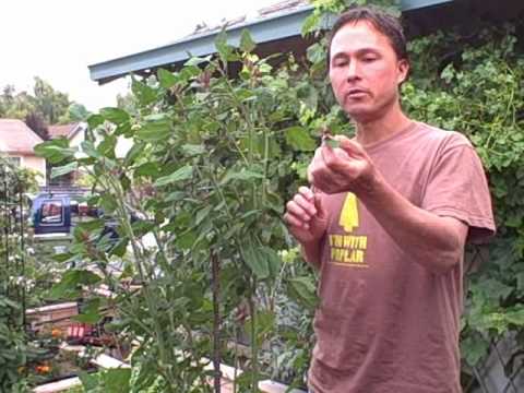 download lagu mp3 mp4 Lambsquarters, download lagu Lambsquarters gratis, unduh video klip Lambsquarters