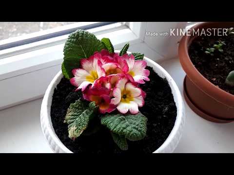 Взошли томаты./Подарок на 8 Марта./На улице весна./Влог.