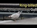 Ring Billed Gull Walking On Dock