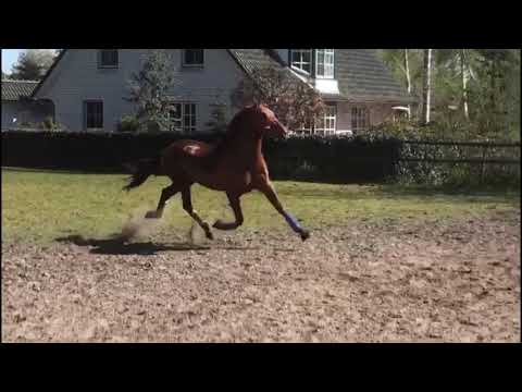 PRE Hengst Morfeo - Bewegungskünstler