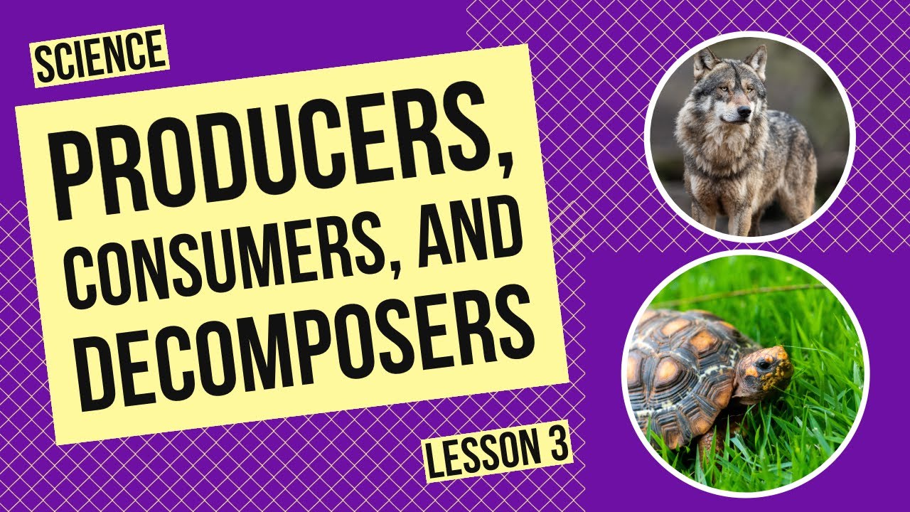 Producers, Consumers, and Decomposers: Roles in the Ecosystem