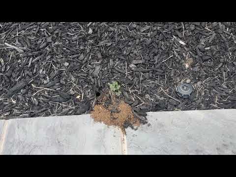 Cicada Killer Wasps in Fair Haven, NJ