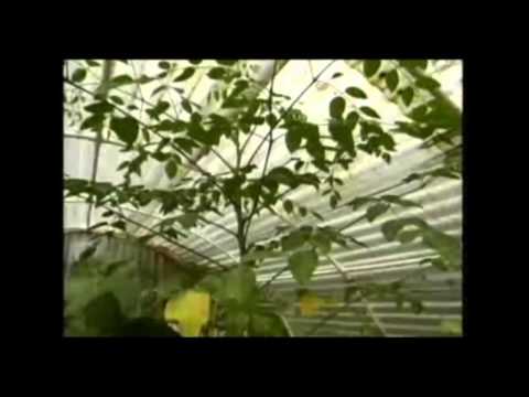 Discovery Channel Documentary: Moringa Tree Of Life