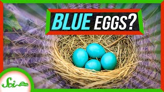 What’s Up With Those Bright Blue Eggs?