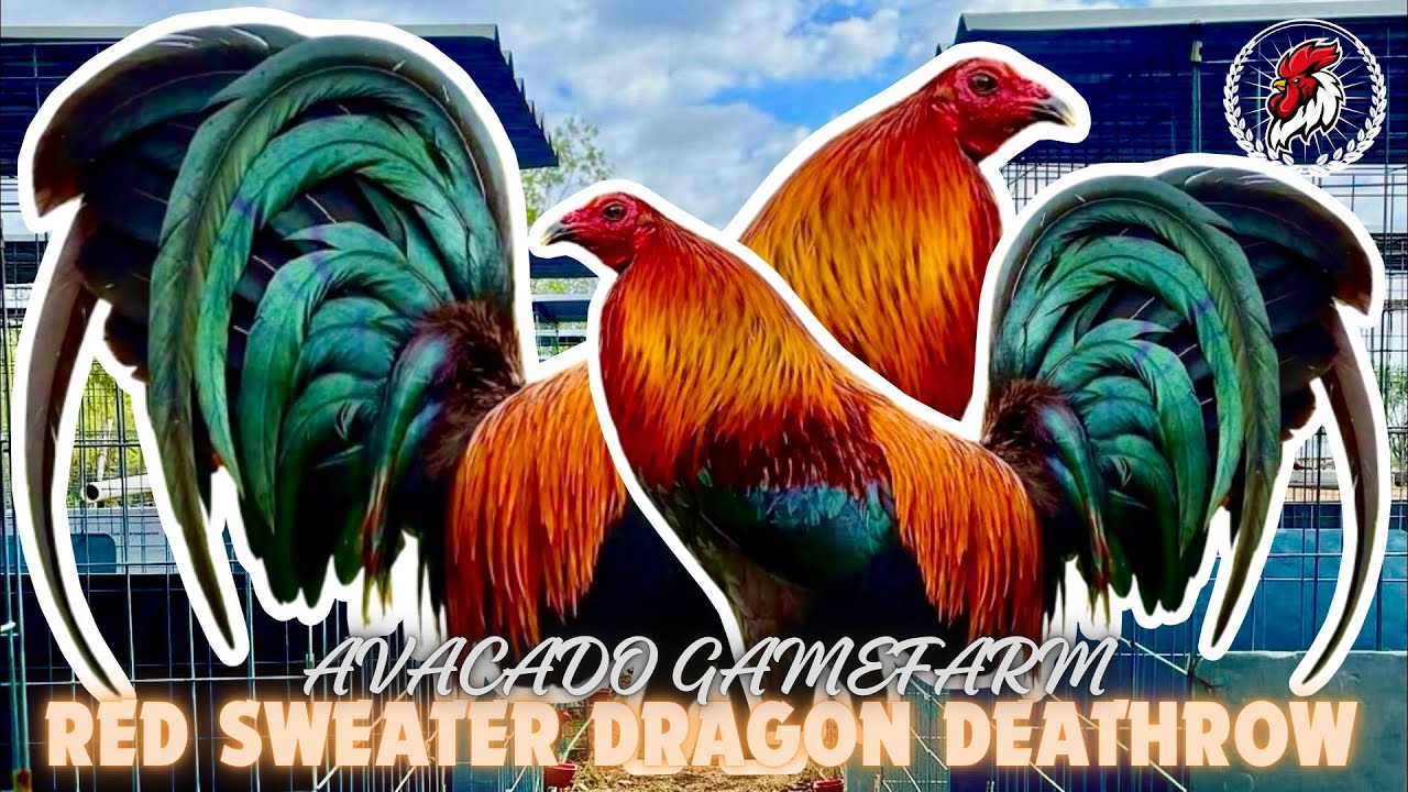 Red Sweater Dragon Deathrow | AVACADO GAMEFARM