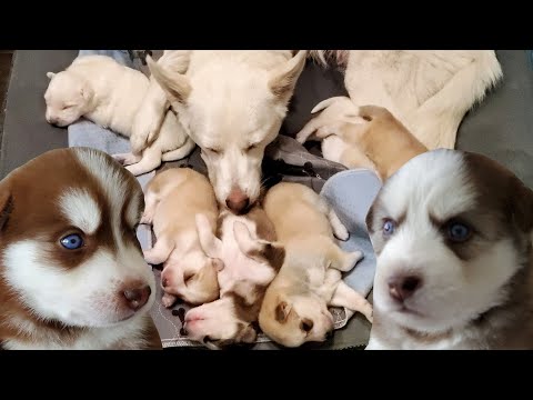 image-How much does a Siberian Husky cost from a breeder?