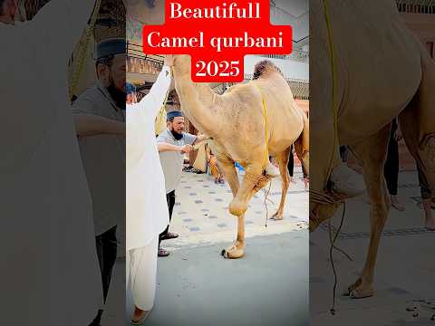 Amazing Camel Qurbani 2025 🐪❤️ Eid #shortsfeed #eiduladha #camel #foryou #cow #goat #ytshorts#viral