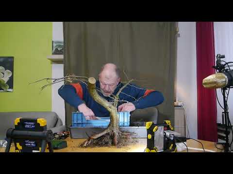 Carpinus betulus und die Zwille