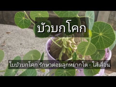 อาหารเพิ่มสมาชิก จิตวิทยาของความอ่อนแอ