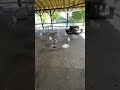 Feeding Frenzy Seagulls
