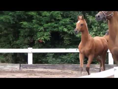 Ashaka Kossack 2014 (Aja Shakakhan x Abapana Kossack by Marcipan)