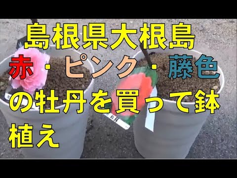 牡丹を鉢に植えて開花させるにはどうすればよいですか？  庭園