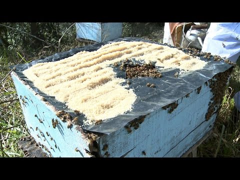 , title : 'Apicultura alimentação das abelhas'