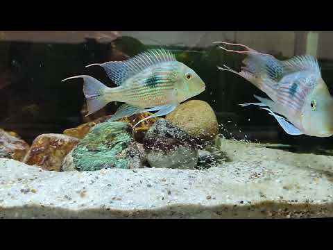 geophagus sveni Rio Parana