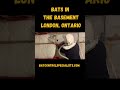 Bats In The Basement 2 Batcontrol Scary Bats Animals Funny