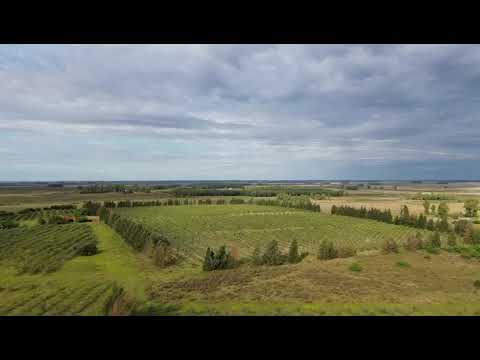 Video de YouTube - 78 Has Establecimiento Olivicola, A 3 Km De Ruta 3, Excelente Ubicacion Y Accesos