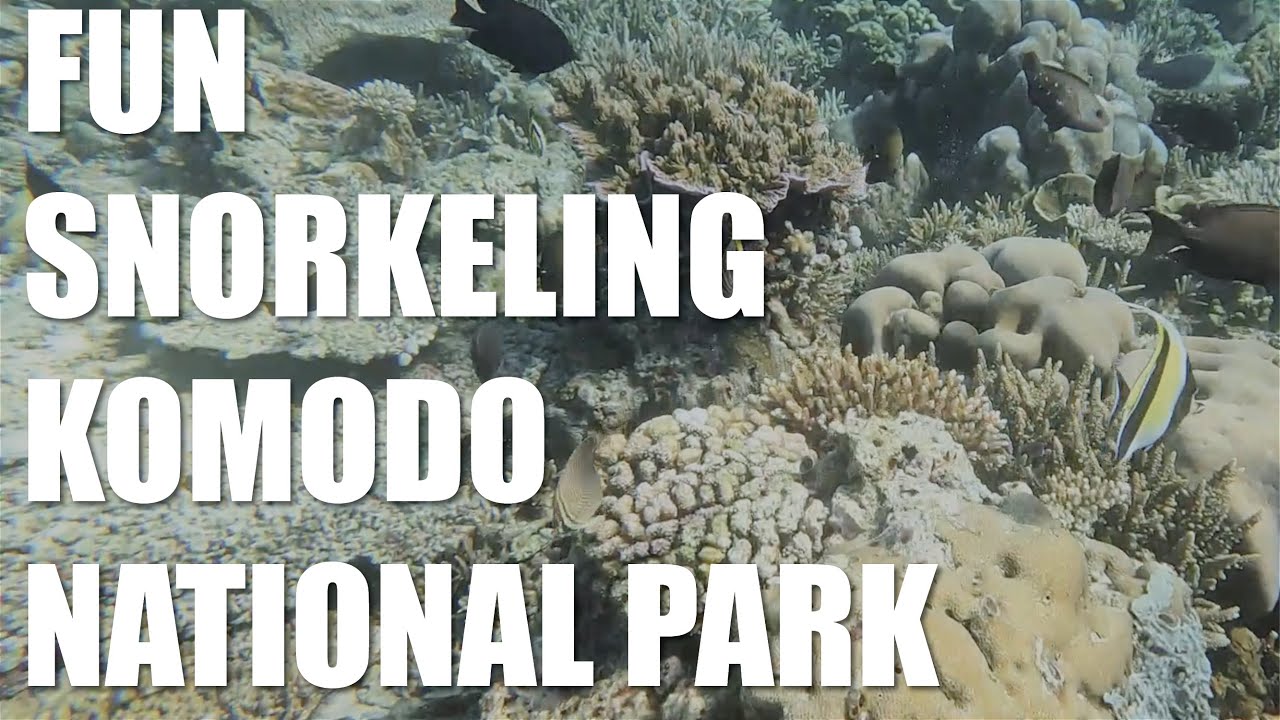 Snorkeling Highlights