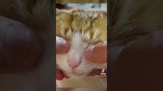 Download lagu cans enjoy such massage techniques💯🐈🐈😻😻 #cat #catvideos mp3