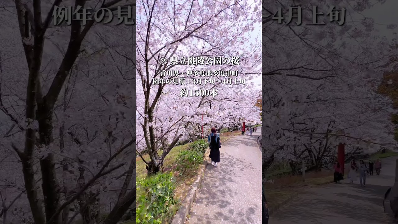 13選 お花見香川県人気スポット 2026年