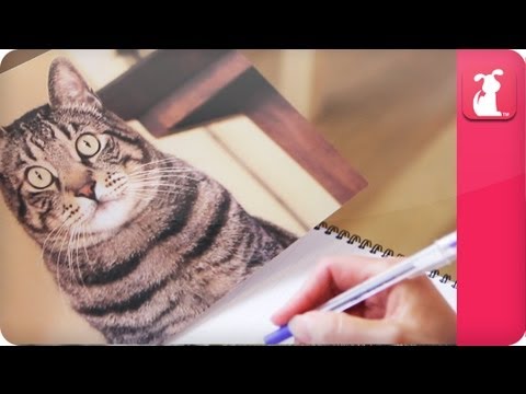 Animal Communicator: Territorial cat separates household - Pet Sense: Joe and Zachary