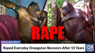 Raped Everyday Orangutan Recovers After 15 Years