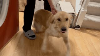 やっと会えた！愛犬と１ヶ月ぶりの再会に愛犬の反応は…！？