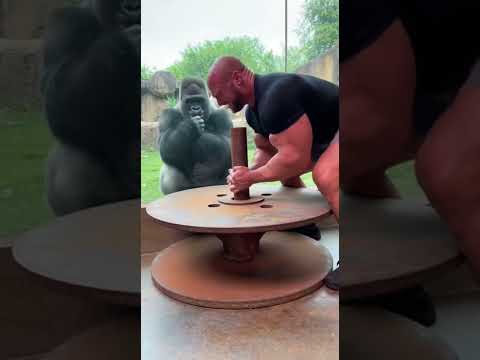 Strong Man Tries to Lift a Heavy Iron Disc… Gorilla Laughs at the End