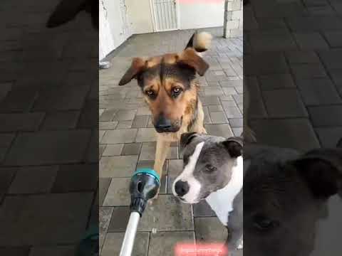 Funny Dogs playing with water