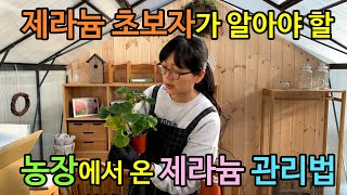 농장에서 제라늄 받았다고요? 당황하지 말고 이렇게 관리하세요.