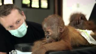 Nature: The Last Orangutan of Eden