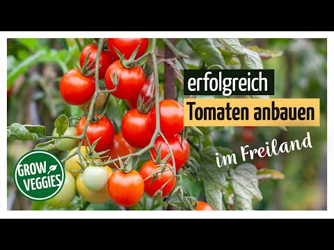 Tomaten erfolgreich anbauen im Freiland | Gemüseanbau im Garten @Gartengemüsekiosk