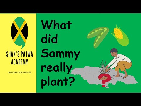 SAMMY DEAD!  What did Sammy really plant? 'Peas and corn' or 'Piece a corn"?