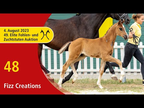 49th Verden Elite Foal -OnLive-Auction- Aug. 4th, No. 48 Fizz Creations by Fanegro - Dancier