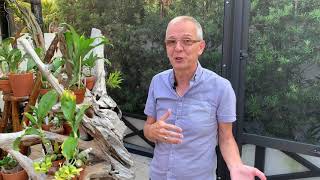 Download Lagu Catasetum repotting follow up and Catasetum female flowers Thumbnail