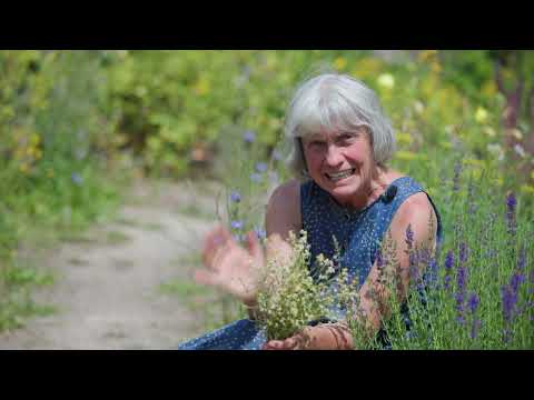 Kamille bei Entzündungen - Die große Heilpflanze | Sommer-Kräuter mit Ruth Pfennighaus