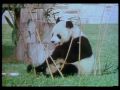 Sesame Street Giant Panda
