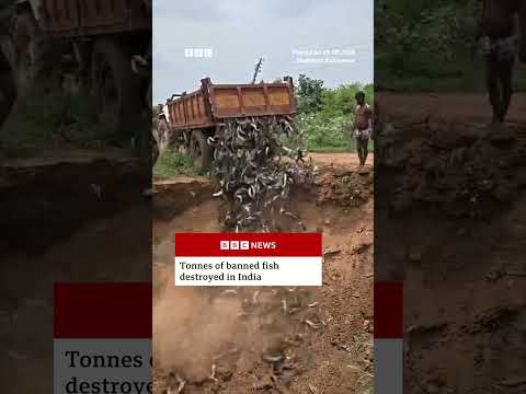 More than 36 tonnes of banned fish destroyed in India. #India #BBCNews