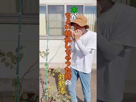 銅の釘で木が枯れることはありますか? トピックス