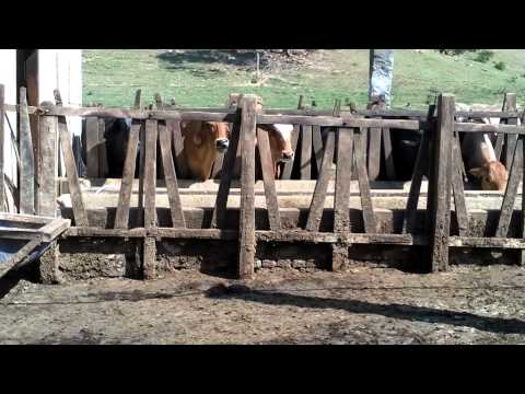 DE VOLTA AO REINO ENCANTADO