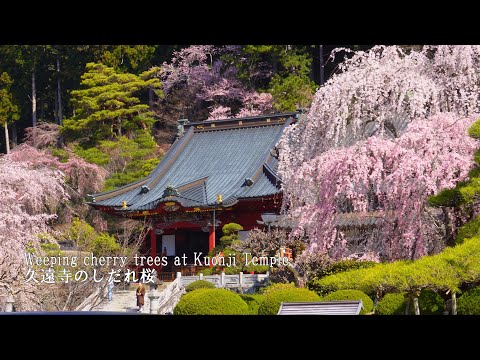 The weeping cherry trees in full bloom at Kuonji Temple on Mt. Minobu were breathtaking!