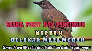 Download lagu Suara pemanggil dan pikat merbah belukar mata merah mp3 ampuh terbaru dan jernih terbaru. mp3