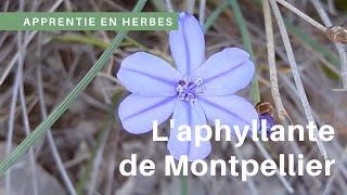 Un bonbon végétal